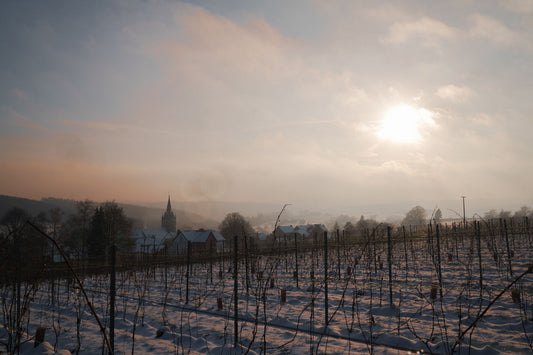 Janvier 2024 : La Vigne est en dormance mais pas le vigneron !