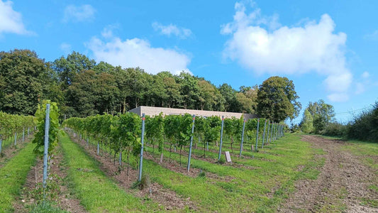 Septembre 2024 : bientôt les vendanges à Redu