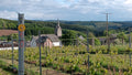 16 mai 2026 - les mésanges s'affairent, le vigneron aussi !