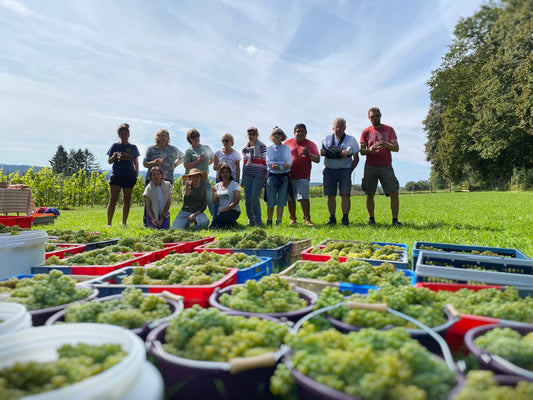 Vendredi 15 septembre 2023 – vendange avec « les Marcheuses du vendredi »