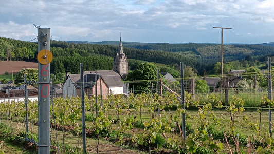 16 mai 2026 - les mésanges s'affairent, le vigneron aussi !