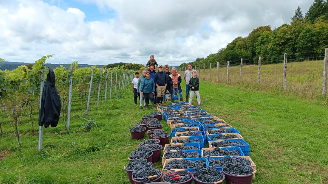 Samedi 13 septembre  2025  : début des vendanges