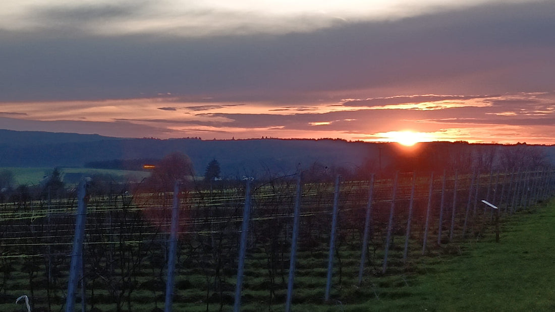 22 janvier 2026 - la vigne nous tend les bras