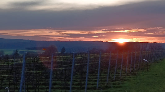 22 janvier 2026 - la vigne nous tend les bras